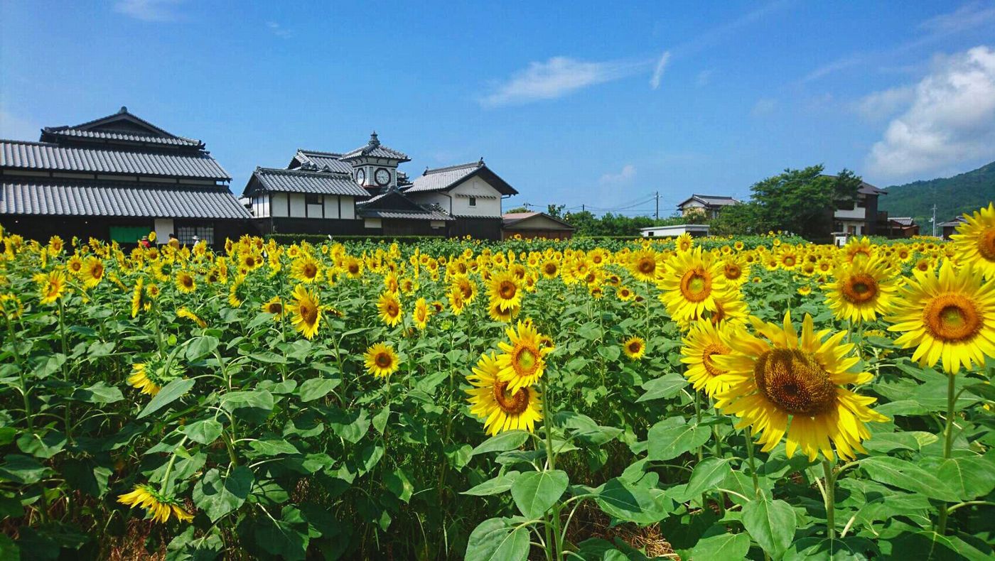 トップページ1|ひがしこうち旅